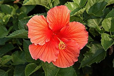 《女神异闻录３ 携带版》《女神异闻录４ 黄金版》复刻版决定于2023年1月19日发售！